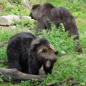 Stichting BEARS in MIND image 1