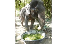 World Animal Protection start actie voor olifanten: 'Thaise olifanten in de problemen door coronacrisis'