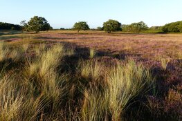 Heide-excursie in de oude duinen van de Zilk