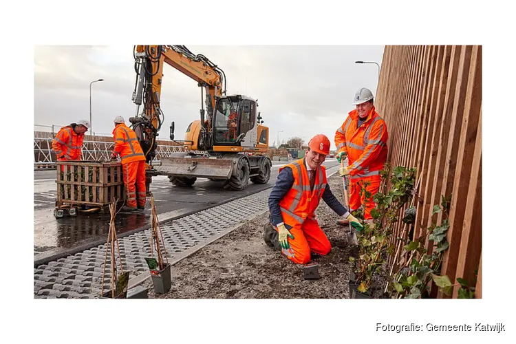 Eerste beplanting langs wanden Tjalmaweg