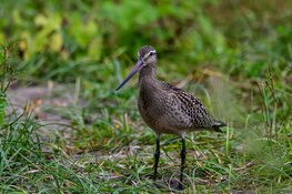 Acht ton subsidie inrichting boerenlandvogelgebieden Zuid-Holland