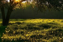Juni begint licht wisselvallig, daarna geregeld zon