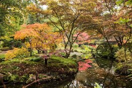 Japanse Tuin open tussen 19 oktober en 3 november