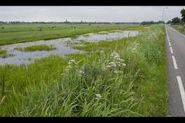Bermgras krijgt tweede leven in Zuid-Holland: van afval tot bouwmateriaal