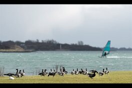 Aantal ganzen loopt uit de hand: ingrijpen is hard nodig