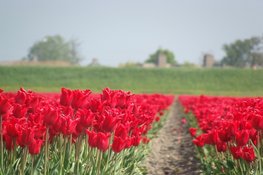 Tuinbouw van Waarde: provincie Zuid-Holland presenteert Tuinbouwvisie 2050 voor een sterke en duurzame sector